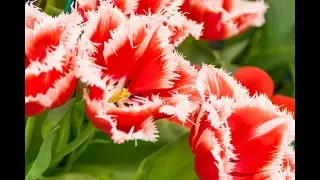 Самые красивые сорта ТЮЛЬПАНОВ. Топ - 25.The most beautiful tulips