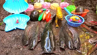 Mencari ikan warna warni, ikan lele, ikan hias, ikan koi, ikan mas, kura-kura, bebek part 2