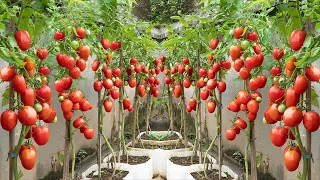 Methods of growing tomatoes double yield and harvest continuously, without needing irrigation