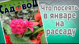 ЧТО ПОСЕЯТЬ В ЯНВАРЕ НА РАССАДУ