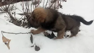 Щенок тибетского мастифа играет в снегу.