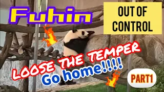 Part1🐼Fuhin🐼Go home‼️loose the temper💢 Out of control💥Adventure world 🌿Panda🐼Japanese  park 🦁