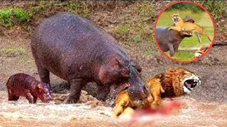 Hippo Encounters You Should Not Watch !