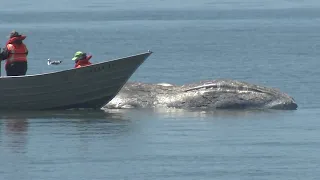 Crews tow 40-foot whale found dead off Bay Area coast for examination