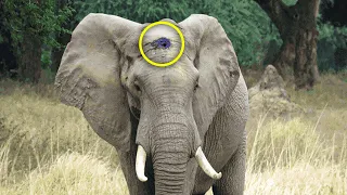 Sweet Elephant With Gunshot Wound On His Head Still Walks Up To Humans To Ask For Help