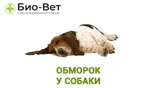 Обморок у собаки - что делать? // Ветеринарная клиника Био-Вет.