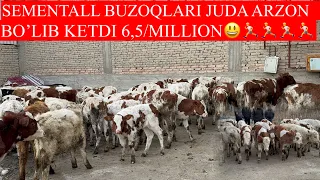 Sementall BUZOQLARI JUDAHAM ARZONLAB KETDIMI 6,5/MILLION 😲🏃HALI BUNAQASI BO’LMAGAN