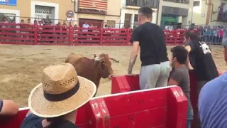 Разъяренный бык ударил человека в лицо! Ужас! Смотреть всем! Не повторять!