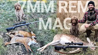472m Fox With 7mm Rem Mag  +  Fallow Deer