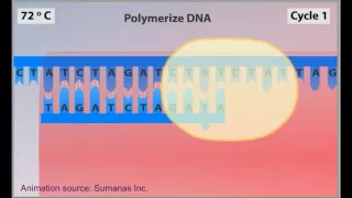 PCR animation - polymerase chain reaction