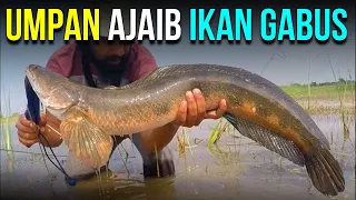 UMPAN IKAN GABUS  YANG PALING JITU DAN AMPUH