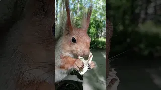 Копия Копии ест грибочек / Copy of Copy eats a mushroom #squirrel #cute