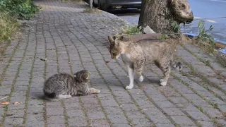 Tiny Kitten thrown into the street brutally beaten by adult Cat.