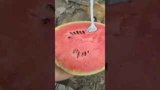 Eat watermelon with cat