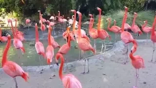 Silly Flamingos at San Diego Zoo