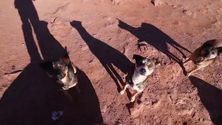 Stray dogs in Monument Valley