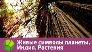 Живые символы планеты. Индия. Растения | Живая Планета