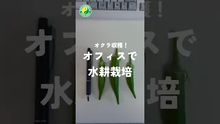 水耕栽培ならオフィスでも大きなオクラを育てることができます！