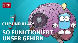 Clip und klar! – Wie funktioniert das Gehirn des Menschen? | Kindervideos | SRF Kids