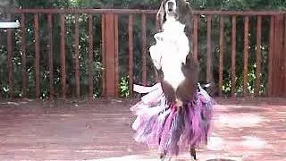 Marley the Flamenco Wonder Dog | Strings By Mail