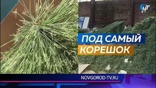 В Великом Новгороде купят новую главную елку