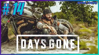 Days Gone - Прохождение Hard - Стрим №14