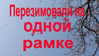 Рамка пчел успешно перезимовавших зимой. Как сохранить матку с горстью пчел. Результат эксперимента.