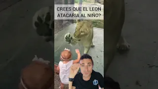 Crees que El león atacaría al NIÑO?.#supervivencia #curiosidades #sabiasque