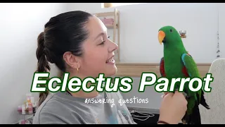Eclectus Parrot | Answering your questions