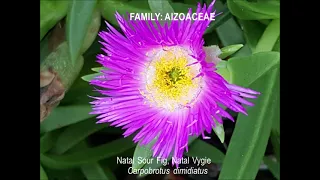 AFRICAN WILDFLOWERS OF KWAZULU-NATAL, SOUTH AFRICA PART 1 (SPECIES 1 - 50)