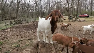 Who Has Better Zoomies? Dog or Goat