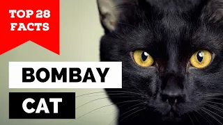 99% of Bombay Cat Owners Don't Know This