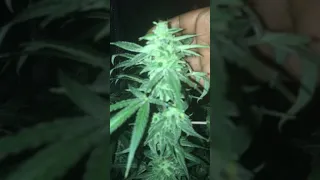 Auto flowers coming down