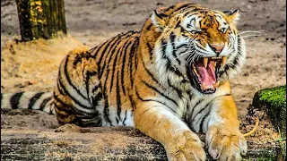 Tiger 🐯 King 👑 | Tiger Growling Sound | Tiger Roar Sound | Must Watch | Animal Lover