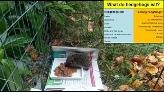 What do hedgehogs eat? Here the answer: