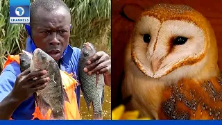 Preserving Fishes In Rwanda, Why Owls Are Important + More | EcoAfrica