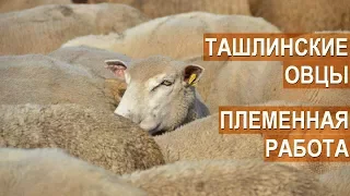 Племенная работа с овцами Ташлинской породы. КФХ Тимофеевых