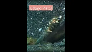 Udang Pistol Hewan Paling Keras Suaranya #animals #nature #shorts