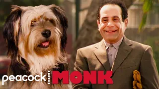 Best Moments of Monk and The Dog | Monk