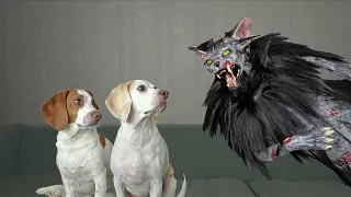 Dogs vs Zombie Cat Prank: Funny Dogs Maymo & Potpie Surprised by Zombie Cats