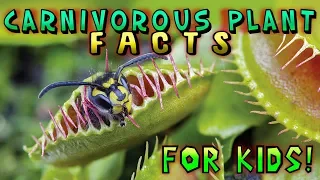 Carnivorous Plant Facts for Kids!