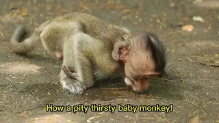 How is the poorest baby monkey! he is so thirsty!