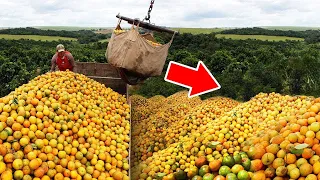They Threw 12000 Tons Of Orange Peels In The Forest  16 Years Later They Were Shocked By The Results
