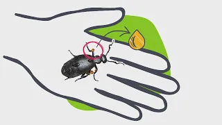 Wieso dieser Käfer gefährlich ist - logo! erklärt - ZDFtivi