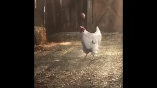 Funny Chicken. Funny Football. KFC