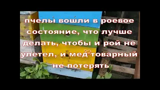 пчелы вошли в роевое состояние, что лучше делать, чтобы и рой не улетел, и мед товарный не потерять