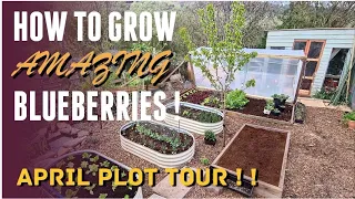 HOW TO GROW AMAZING BLUEBERRIES | APRIL GARDEN PLOT TOUR