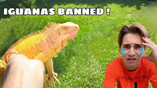IGUANAS OFFICIALLY BANNED IN FLORIDA ! RIP MY PETS...