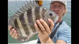 Sheepshead Fishing with Crabs (Catch Clean and Cook)