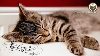 10 Hours of Cat Music ♬ Cat Purring Sounds and Piano Music ♬ Relaxing Cat Music MIX